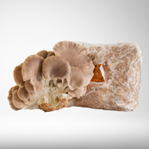 Phoenix Oyster | Grow Kit